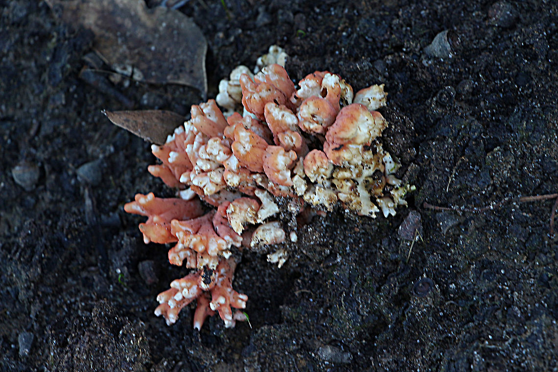 Unidentified species of coral fungus  Australia,Eamw coral fungi,Eamw fungi,Geotagged,Winter