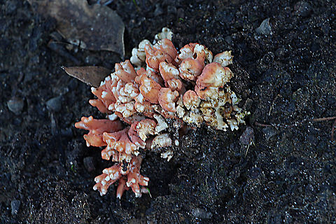 Unidentified species of coral fungus  Australia,Eamw coral fungi,Eamw fungi,Geotagged,Winter