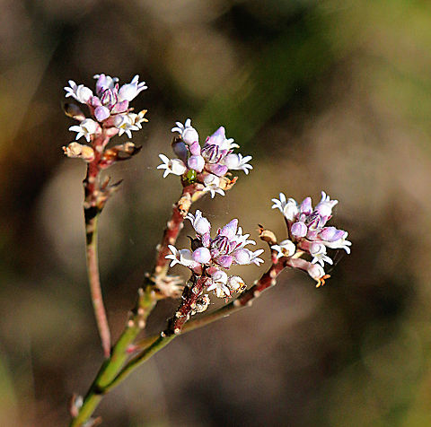 Slender Smokebush - Conospermum patens  Australia,Conospermum patens,Conospermum  patens,Eamw,Geotagged,Winter