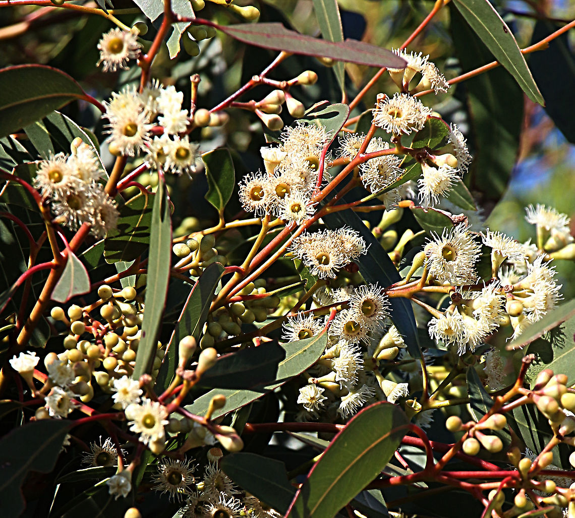 Pink gun - Eucalyptus fasciculosa  Australia,Eamw,Eucalyptus fasciculosa,Geotagged,Pink gum,Winter
