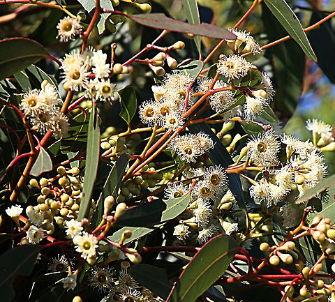 Pink gun - Eucalyptus fasciculosa  Australia,Eamw,Eucalyptus fasciculosa,Geotagged,Pink gum,Winter