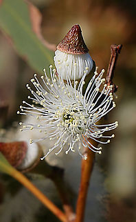 Cup gum - Eucalyptus cosmophylla  Australia,Cup gum,Eamw,Eucalyptus cosmophylla,Geotagged,Winter