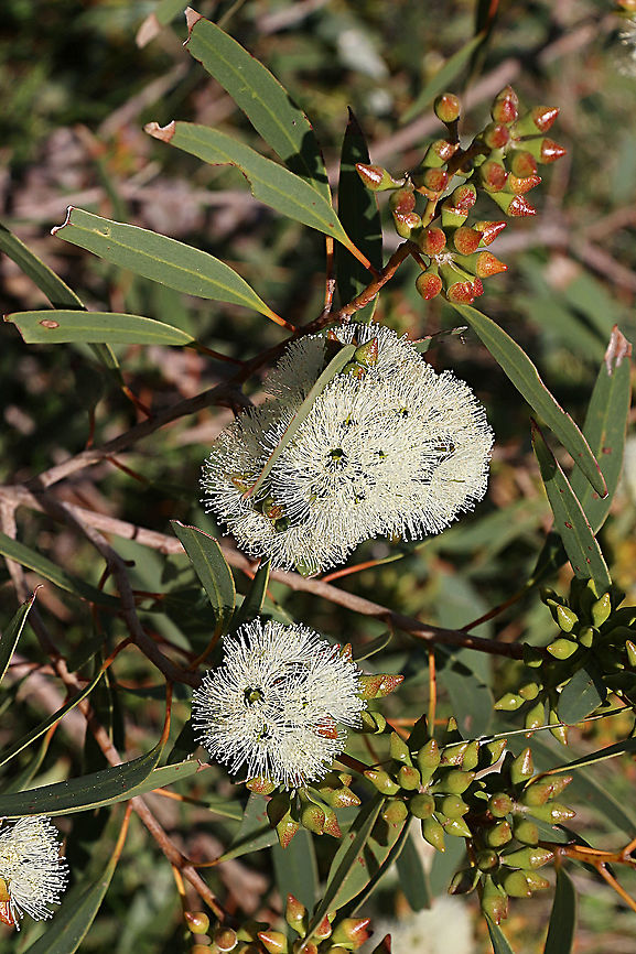 Cup gum - Eucalyptus cosmophylla  Australia,Cup gum,Eamw,Eucalyptus cosmophylla,Geotagged,Winter
