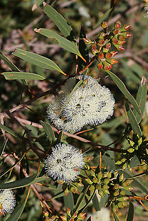 Cup gum - Eucalyptus cosmophylla  Australia,Cup gum,Eamw,Eucalyptus cosmophylla,Geotagged,Winter