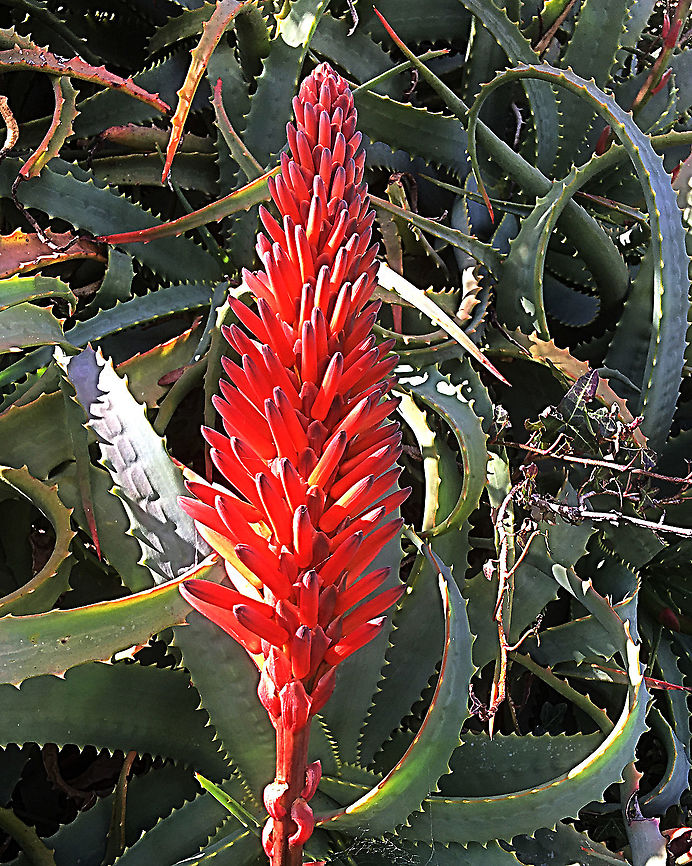 Kranz Aloe - Aloe arborescens A common garden plant which escaped and can now be found along coastal areas of South Australia. Aloe arborescens,Australia,Eamw flora,Geotagged,Krantz aloe,Winter