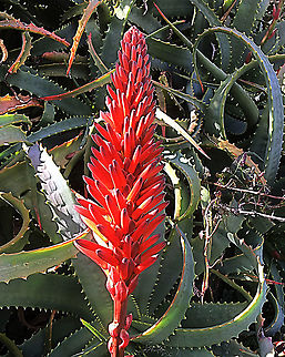 Kranz Aloe - Aloe arborescens A common garden plant which escaped and can now be found along coastal areas of South Australia. Aloe arborescens,Australia,Eamw flora,Geotagged,Krantz aloe,Winter