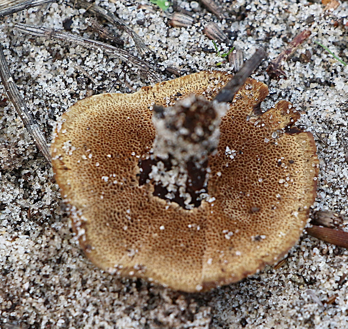 Coltricia cinnamomea Underside showing the poore surface. Australia,Coltricia australica,Coltricia cinnamomea,Eamw fungi,Geotagged,Winter