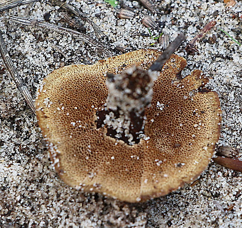 Coltricia cinnamomea Underside showing the poore surface. Australia,Coltricia australica,Coltricia cinnamomea,Eamw fungi,Geotagged,Winter
