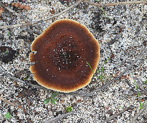 Coltricia cinnamomea Growing in sandy soil with a lot of Casuarina trees present. Australia,Coltricia cinnamomea,Eamw fungi,Geotagged,Winter
