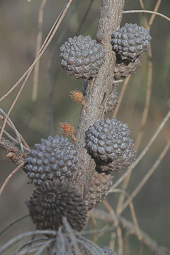 Allocasuarina verticillata Older seed pods which will open in the coming summer. Allocasuarina verticillata,Australia,Drooping sheoak,Eamw,Geotagged,Winter