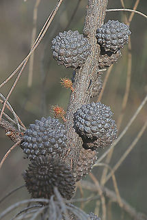 Allocasuarina verticillata Older seed pods which will open in the coming summer. Allocasuarina verticillata,Australia,Drooping sheoak,Eamw,Geotagged,Winter