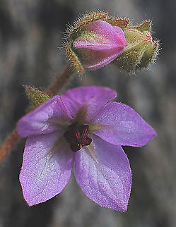 Thomasia petalocalyx Only a few flowers on each scrub. The actual flowering time is from September to March.  Australia,Eamw,Geotagged,Thomasia petalocalyx,Winter