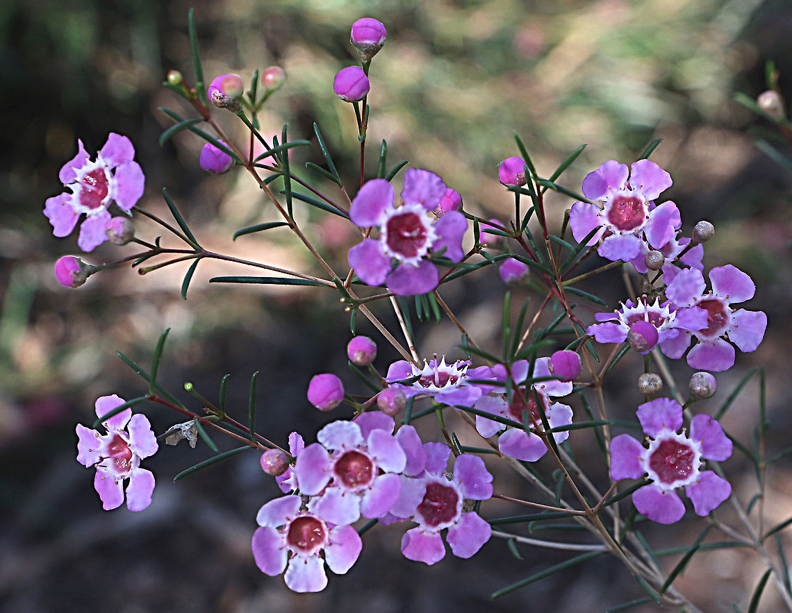 Geraldton waxflower - Chamelaucium uncinatum A West Australian species , this one photographed at Nangawooka Flora Reserve in Victor Harbor SA Chamelaucium uncinatum,Eamw,Geraldton wax