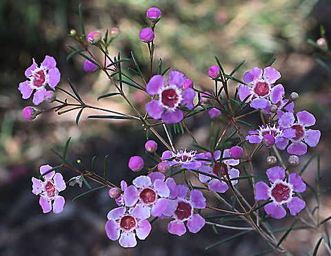 Geraldton waxflower - Chamelaucium uncinatum A West Australian species , this one photographed at Nangawooka Flora Reserve in Victor Harbor SA Chamelaucium uncinatum,Eamw,Geraldton wax