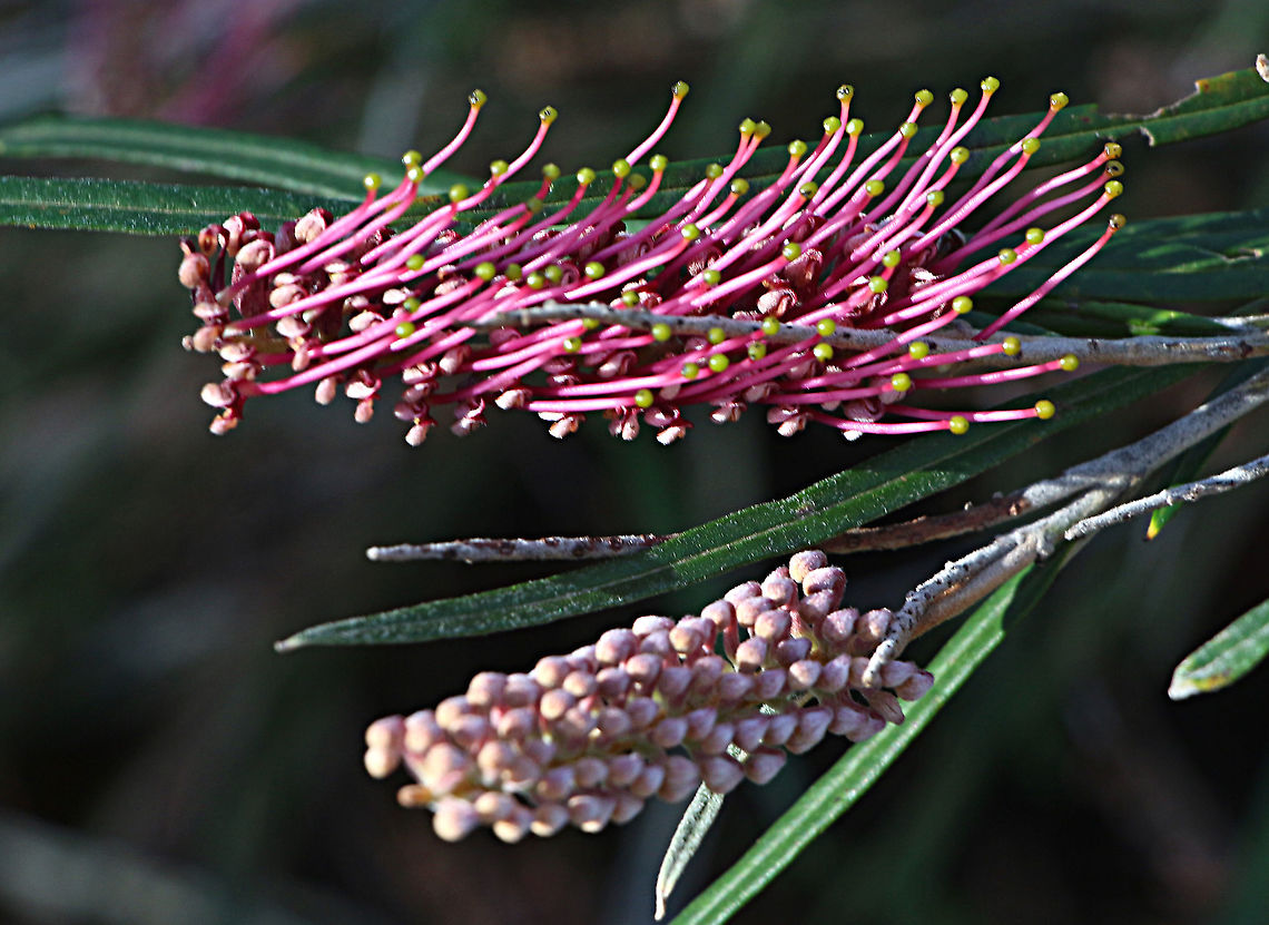 Grevillea aspleniifolia Photographed at Nangawooka Flora Reserve in Victor Harbor SA Eamw flora,Grevillea aspleniifolia,Grevillia aspleniifolia