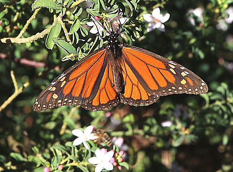 Monarch butterfly - Danaus plexippus Observed several feeding on blossoms at Nangawooka Flora Reserve  and it is not even halfway through winter. Australia,Danaus plexippus,Eamw butterflies,Geotagged,Monarch butterfly,Winter
