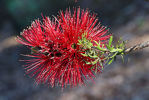 Scarlet kunzea - Kunzea baxteri Photographed at Nangawooka Flora Reserve in Victor Harbor SA.Another West Australian native. Australia,Eamw,Geotagged,Kunzea baxteri,Scarlet kunzea,Winter