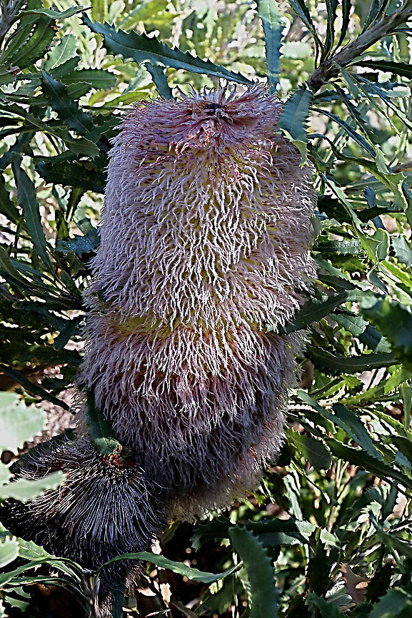 Woolly banksia-Banksia baueri The biggest banksia flower cone I have ever seen Australia,Banksia baueri,Eamw,Geotagged,Winter,Woolly banksia