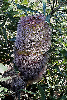 Woolly banksia-Banksia baueri The biggest banksia flower cone I have ever seen Australia,Banksia baueri,Eamw,Geotagged,Winter,Woolly banksia