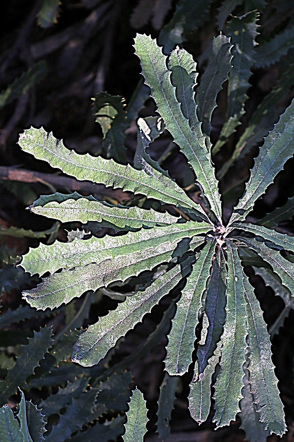 WOOLLY BANKSIA- Banksia baueri Searated leaves of Banksia baueri Australia,Banksia baueri,Eamw Banksias,Eamw flora,Geotagged,Winter,Woolly banksia