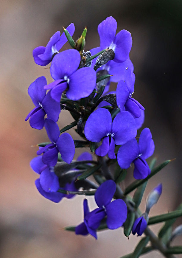 Devils pins - Hovea pungent  Australia,Devils pins,Eamw,Geotagged,Hovea pungens,Winter