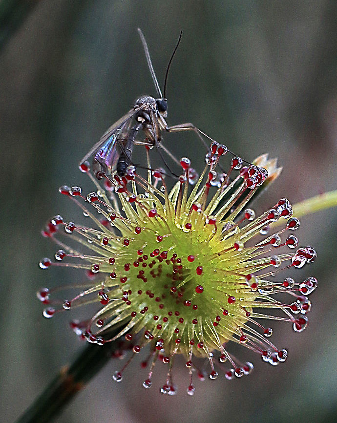 Bridal Rainbow- Drosera macrantha ssp. planchonii from South Australia. There seem to be two colour variations,( green and reddish)<br />
The little moth trapped by the plant is no more then 3to4 mm long. Australia,Bridal rainbow,Drosera macrantha,Eamw,Geotagged,Winter