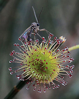 Bridal Rainbow- Drosera macrantha ssp. planchonii from South Australia. There seem to be two colour variations,( green and reddish)
The little moth trapped by the plant is no more then 3to4 mm long. Australia,Bridal rainbow,Drosera macrantha,Eamw,Geotagged,Winter