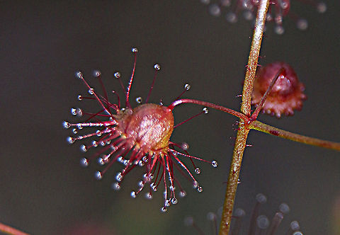 Bridal Rainbow- Drosera macrantha ssp.planchonii The red form. Bridal rainbow,Drosera macrantha,Eamw