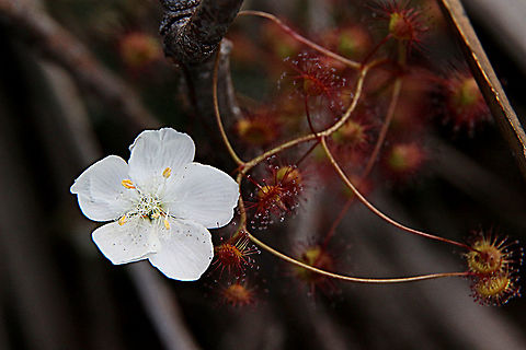Bridal Rainbow - Drosera macrantha ssp.planchonii Flower of the red form. Bridal rainbow,Drosera macrantha,Eamw flora,Eamw sundews