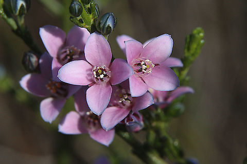 Desert Boronia - Boronia inornata Flowers are variable from pink to almost white. Australia,Boronia inornata,Desert boronia,Eamw flora,Geotagged,Winter
