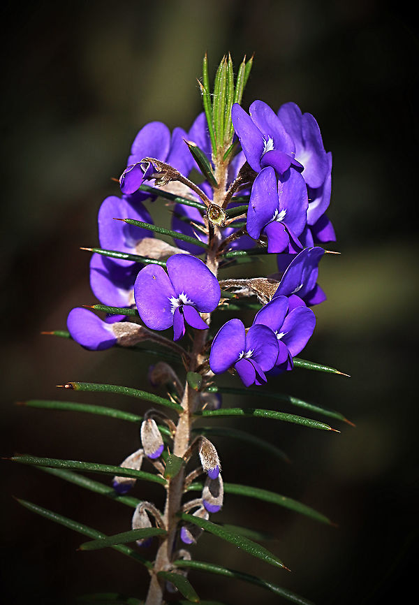 Genus - Hovea  Australia,Geotagged,Winter,flora