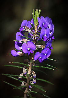 Genus - Hovea  Australia,Geotagged,Winter,flora