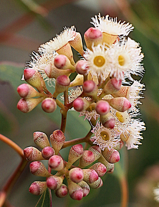 Pink gum - Eucalyptus fasciculosa Flowers and unopened flowers. Australia,Eamw flora,Eucalyptus fasciculosa,Geotagged,Pink gum,Winter