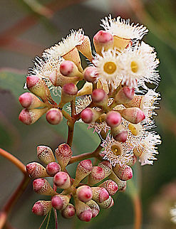 Pink gum - Eucalyptus fasciculosa Flowers and unopened flowers. Australia,Eamw flora,Eucalyptus fasciculosa,Geotagged,Pink gum,Winter