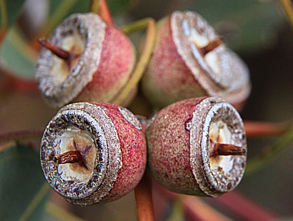 Pink gum - Eucalyptus fasciculosa Seed pods ready to open this somer. Australia,Eamw eucalyptus,Eamw flora,Eucalyptus fasciculosa,Geotagged,Pink gum,Winter