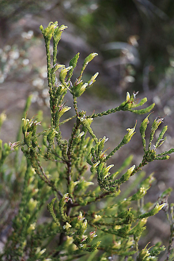 Gland flower - Adenanthos terminalis The gland flower bush has Minute flowers only about 3 mm dia. Adenanthos ferminalis,Adenanthos terminalis,Australia,Eamw flora,Geotagged,Winter