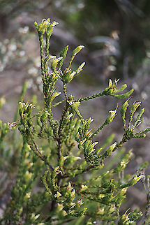 Gland flower - Adenanthos terminalis The gland flower bush has Minute flowers only about 3 mm dia. Adenanthos ferminalis,Adenanthos terminalis,Australia,Eamw flora,Geotagged,Winter