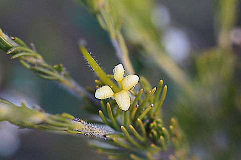 Gland flower - Adenanthos terminalis Minute flowers of about 3 mm dia.  Female flower Adenanthos ferminalis,Adenanthos terminalis,Australia,Eamw flora,Geotagged,Winter