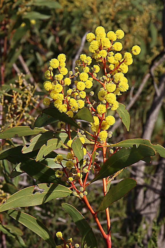 Myrtle wattle - Acacia myrtifolia A bushy plant with red stems close to the top. Acacia myrtifolia,Australia,Eamw flora,Geotagged,Myrtle wattle,Winter