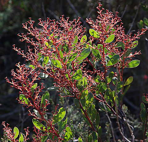 Myrtle wattle - Acacia myrtifolia Striking red branches mostly at the top with many flower buds.  Acacia myrtifolia,Australia,Eamw flora,Geotagged,Myrtle wattle,Winter