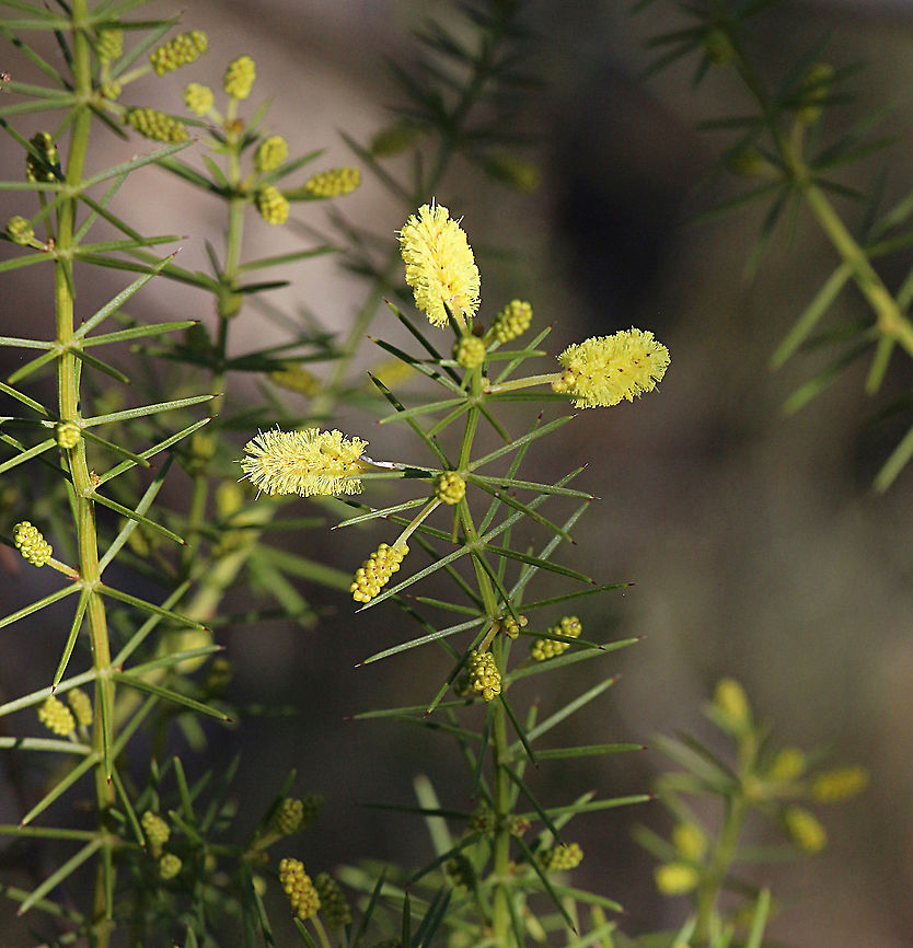 Prickly Moses - Acacia verticillata A very spiny plant and only now starting to flower. Acacia verticillata,Australia,Eamw flora,Geotagged,Prickly moses,Winter