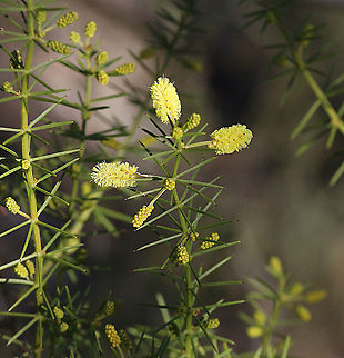Prickly Moses - Acacia verticillata A very spiny plant and only now starting to flower. Acacia verticillata,Australia,Eamw flora,Geotagged,Prickly moses,Winter