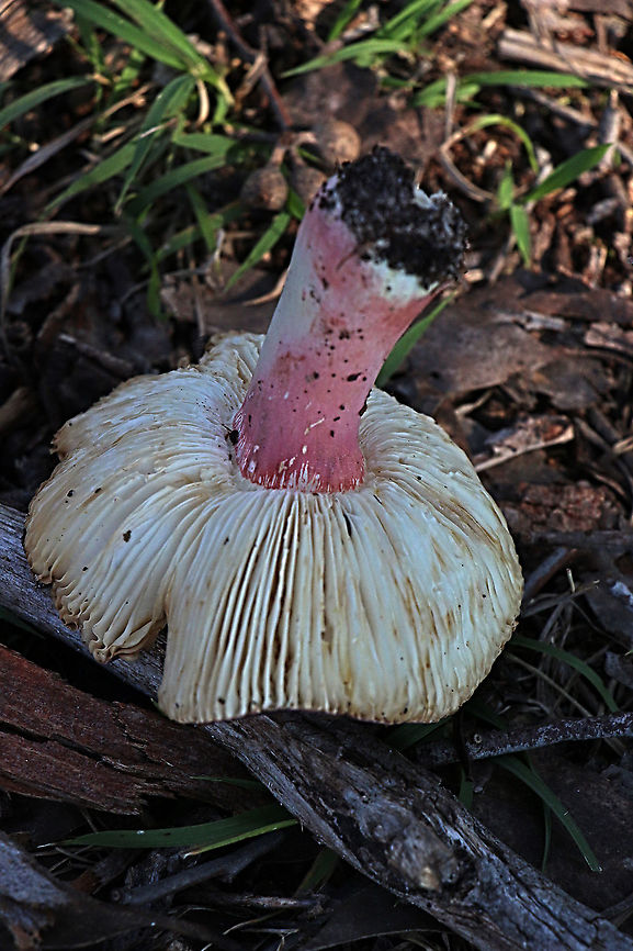 Russula clelandii Gill s and stem view. Australia,Eamw fungi,Geotagged,RUSSULA clelandii,Russula clelandii,Winter