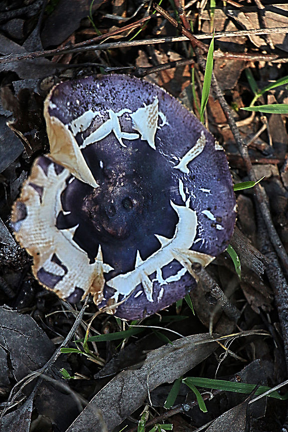Russula clelandii Cap size approximately 10 Cm ,growing in mixed eucalyptus/ acacia woodland in sandy soil. Australia,Eamw fungi,Geotagged,RUSSULA clelandii,Russula clelandii,Winter