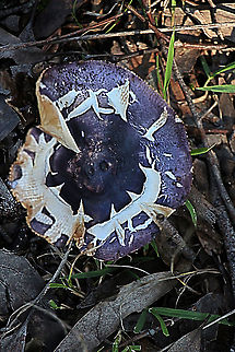 Russula clelandii Cap size approximately 10 Cm ,growing in mixed eucalyptus/ acacia woodland in sandy soil. Australia,Eamw fungi,Geotagged,RUSSULA clelandii,Russula clelandii,Winter