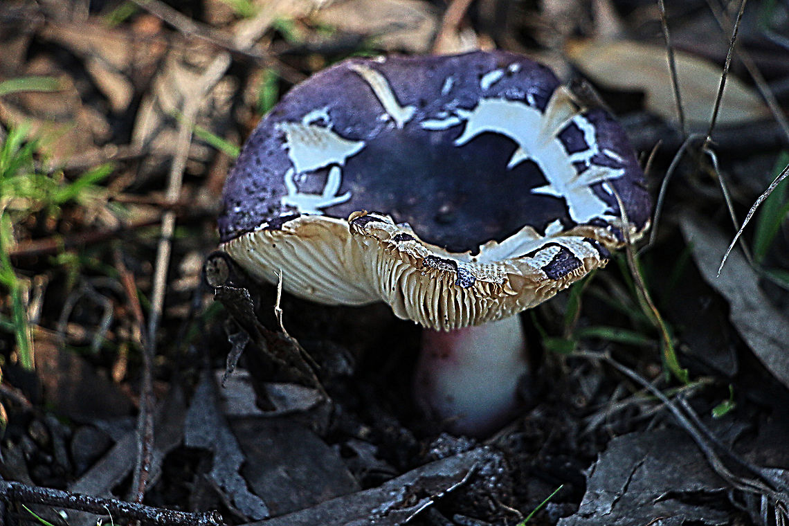 RUSSULA clelandii  Australia,Eamw fungi,Geotagged,RUSSULA clelandii,Russula clelandii,Winter