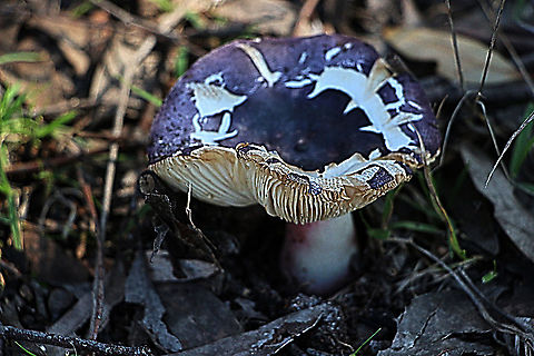 RUSSULA clelandii  Australia,Eamw fungi,Geotagged,RUSSULA clelandii,Russula clelandii,Winter