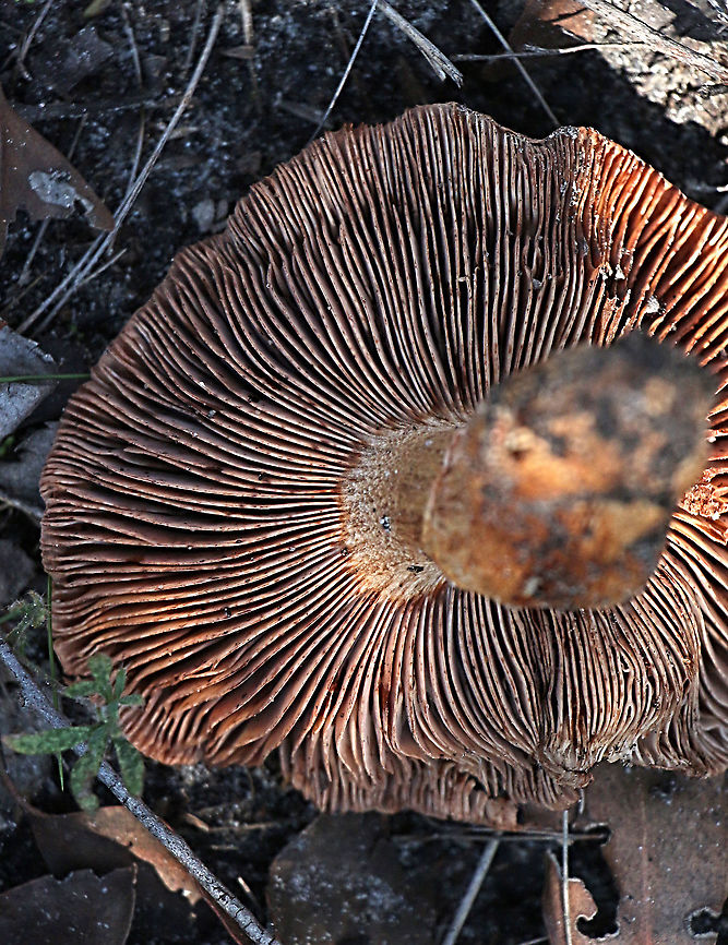 Poison Pax - Paxillus involutus  Australia,Eamw fungi,Geotagged,Paxillus involutus,Poison Pax,Winter