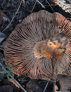 Poison Pax - Paxillus involutus  Australia,Eamw fungi,Geotagged,Paxillus involutus,Poison Pax,Winter