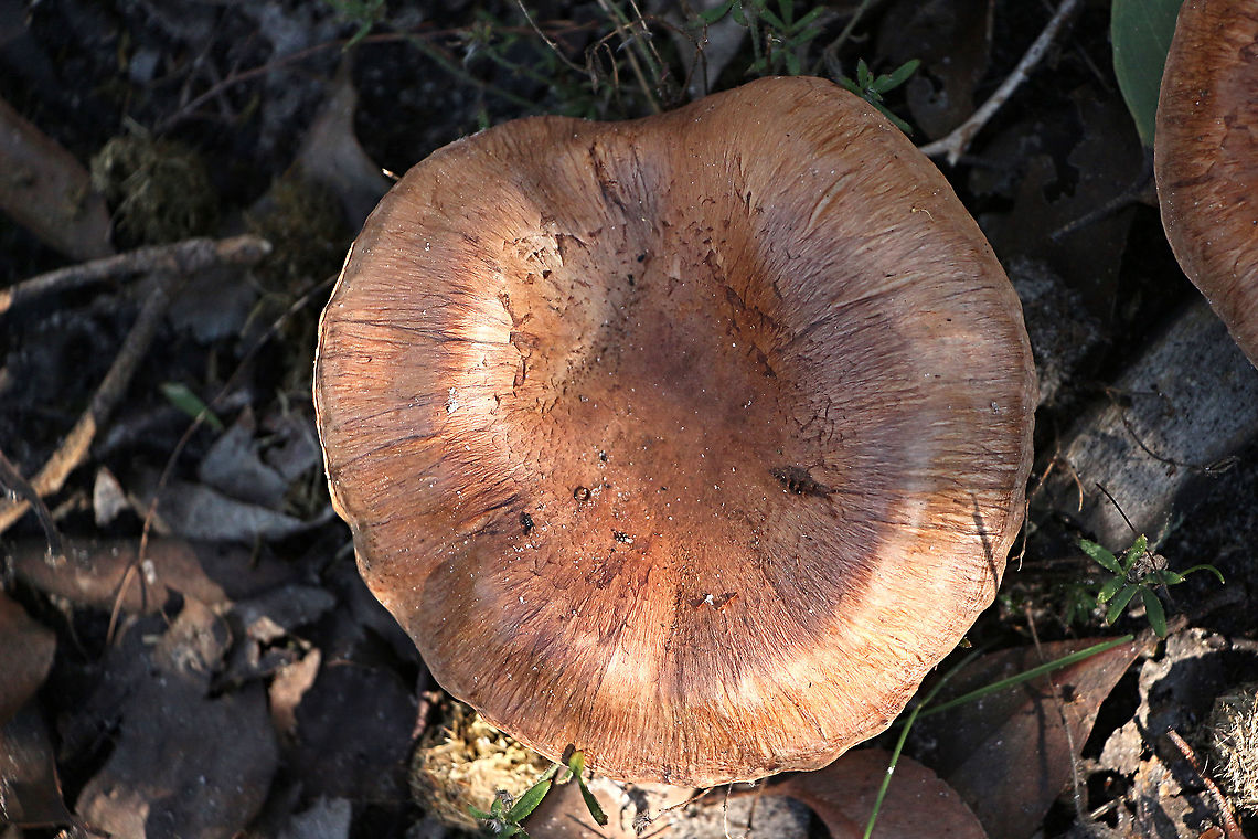 Poison Pax - Paxillus involutus Rather flat cap ,so I am not to sure if I got it right. Australia,Geotagged,Paxillus involutus,Poison Pax,Winter